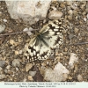 melanargia hylata talysh male a